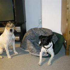 Parson russell terrier Jack