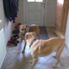 Blanding af racer CAYA Bønnelykke ¤ RIP ¤