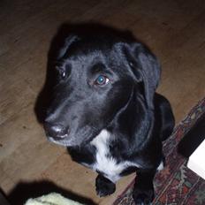 Blanding af racer Nero