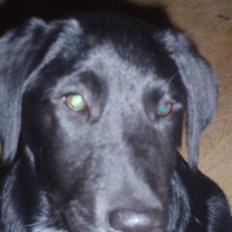 Blanding af racer Nero