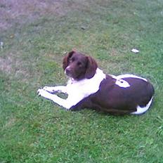 Kleiner münsterländer Zitta