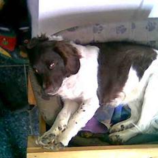 Kleiner münsterländer Zitta