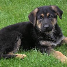 Schæferhund Zika
