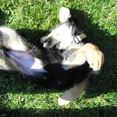 Schæferhund Zika