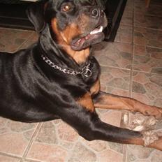 Rottweiler Rox *Solgt*