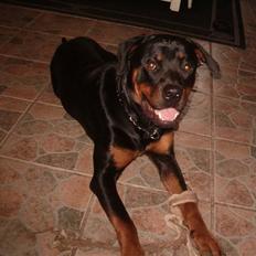 Rottweiler Rox *Solgt*