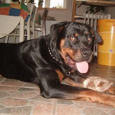 Rottweiler Rox *Solgt*