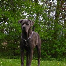 Cane corso - DIABLO - R.I.P