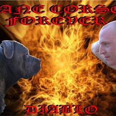 Cane corso - DIABLO - R.I.P