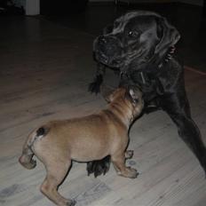 Cane corso - DIABLO - R.I.P