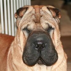 Shar pei Spike