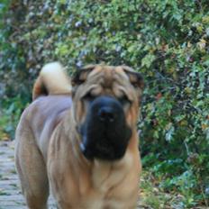 Shar pei Spike