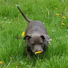 Amerikansk staffordshire terrier Alou