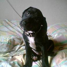 Blanding af racer blackie<3