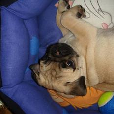 Mops Cosmo