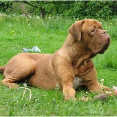 Dogue de bordeaux Asterix - R.I.P. :( 