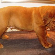 Dogue de bordeaux Asterix - R.I.P. :( 