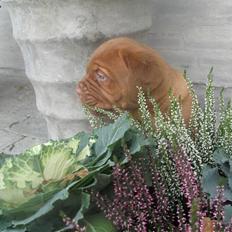 Dogue de bordeaux Asterix - R.I.P. :( 