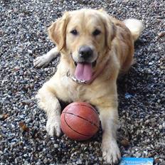 Golden retriever One'aby 