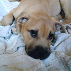 Blanding af racer Pi    R.I.P.