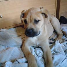 Blanding af racer Pi    R.I.P.