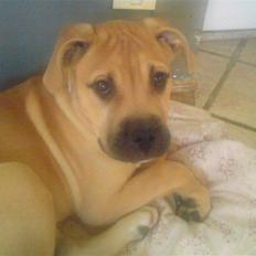 Blanding af racer Pi    R.I.P.