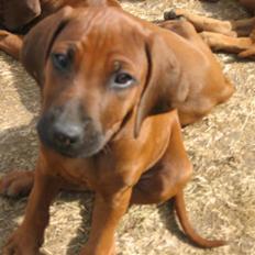 Rhodesian ridgeback Zugo Lullu Barbar