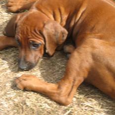 Rhodesian ridgeback Zugo Lullu Barbar