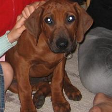 Rhodesian ridgeback Zugo Lullu Barbar