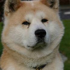 Akita inu Sam