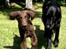 Flat coated retriever Victor Holstein - Victor i fuld firspring