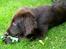 Flat coated retriever Victor Holstein - Et blad ?!