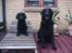 Flat coated retriever Jiggers whait for Duncan - Duncan da han var lille sammen med vores afdøde hund Ras , Ja ras er stor han voksede sig faktisk 15 cm højere end racen tillader (: