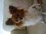 Papillon nikki