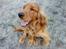 Cocker spaniel Sille - Ha ha ha ha