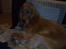 Cocker spaniel Sille - Der puttes lige i sofaen