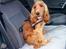Cocker spaniel Sille - Yeah........så skal vi ud og køre