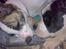 Blanding af racer amstaff/mutte Mille* - "Mig og min bedste ven Batman" Mille 15 mdr. Batman 7 mdr.