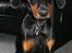 Dobermann Sniper R.I.P.
