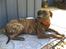 Dogo canario Capone *R.I.P 2009*