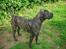 Dogo canario Capone *R.I.P 2009*