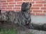 Dogo canario Capone *R.I.P 2009*