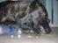 Dogo canario Capone *R.I.P 2009*