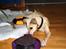 Blanding af racer Coco - Hvad mon der gemmer sig derinde?