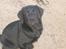 Labrador retriever                     Freja - Frejas første tur på stranden