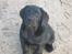 Labrador retriever                     Freja