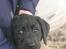 Labrador retriever                     Freja