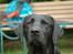Labrador retriever                     Freja