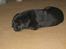 Labrador retriever                     Freja