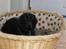 Labrador retriever Tilde